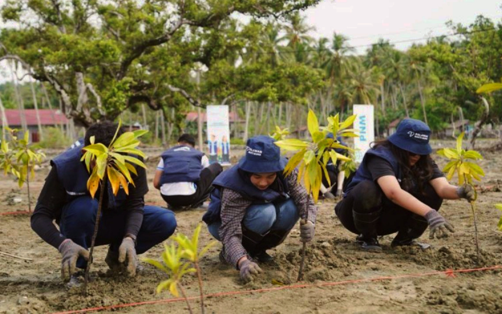 (18/02/2025) PNM dan Relawan Bakti BUMN Tanam Seribu Pohon Mangrove di Donggala untuk Mitigasi Abrasi